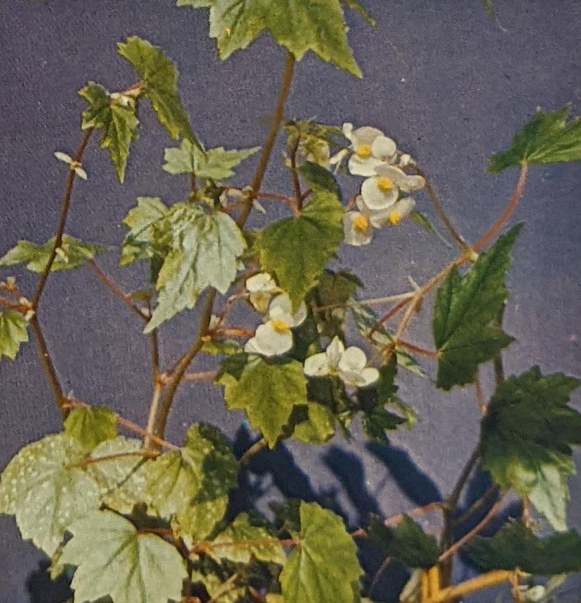 B. princeae var. princeae f. princeae